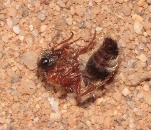 Réf. 281 719 : Smicromyrmini inconnu
